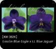 P. Lioulin Blue Eagle x LL Blue Jaguar